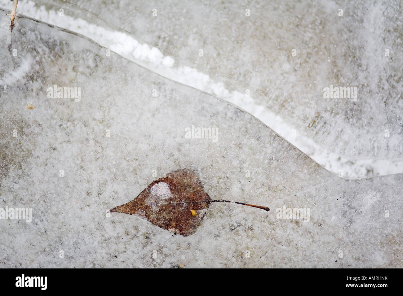 leaf on ice 8 Stock Photo - Alamy