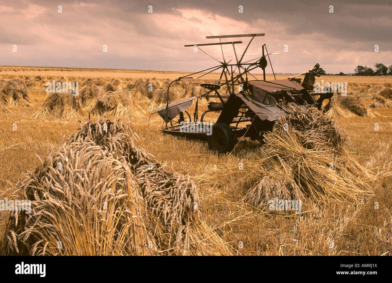 Corn Stooks Corn Stooks