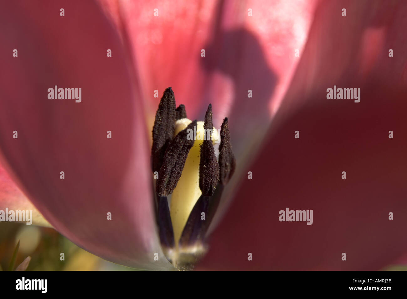 Stempel Fruchtblatt einer Tulpenblüte mit Griffel Narbe und Staubblatt Staubbeutel carpel pistil of a tulip with style stigma Stock Photo