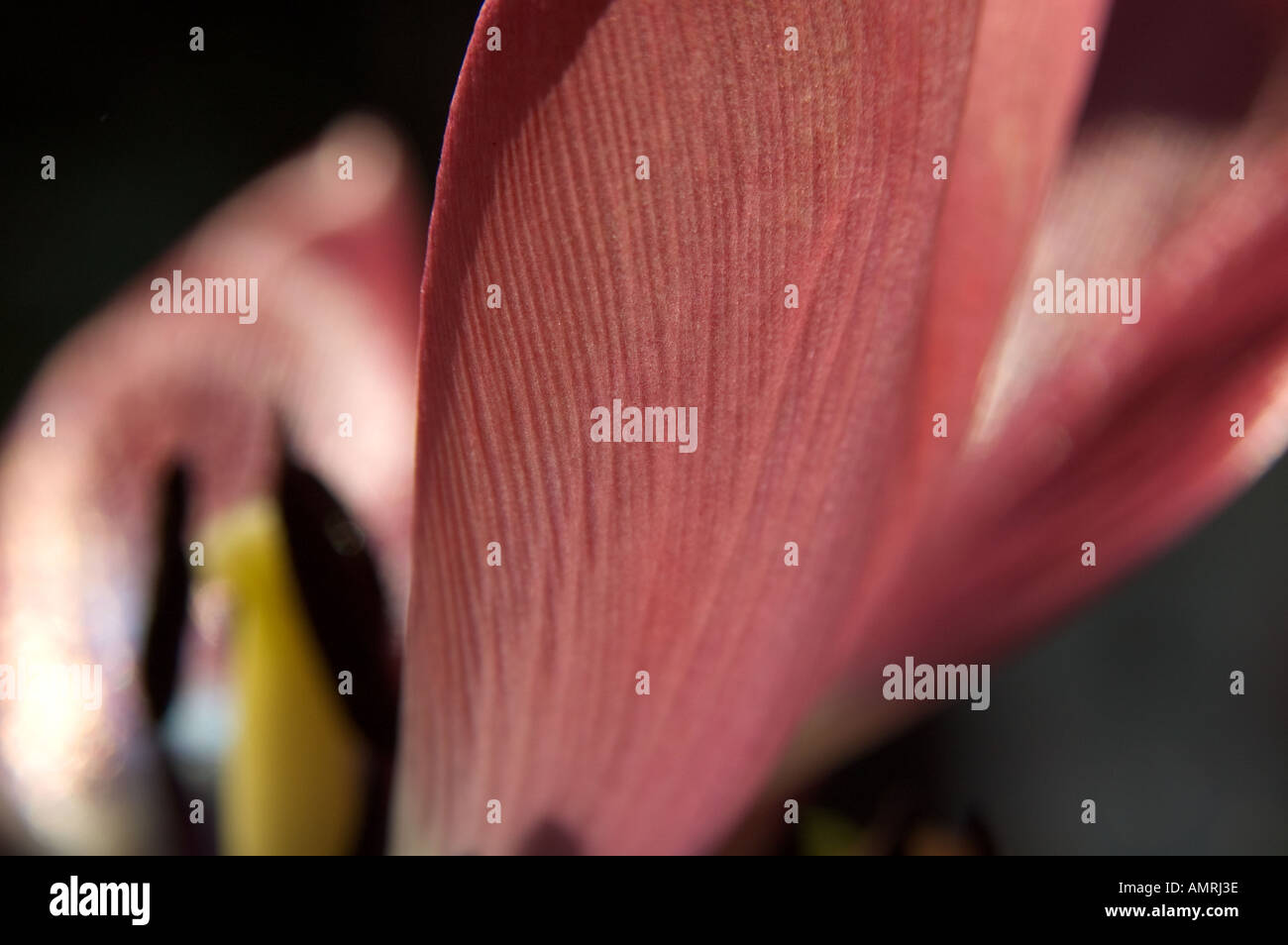 Stempel Fruchtblatt einer Tulpenblüte mit Griffel Narbe und Staubblatt Staubbeutel carpel pistil of a tulip with style stigma Stock Photo
