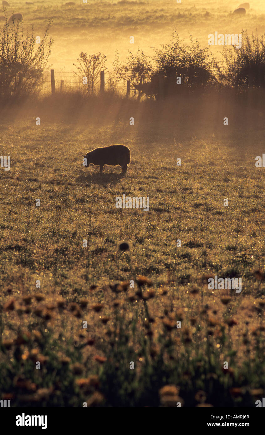Sheep grazing (early morning), Wales, UK. Stock Photo