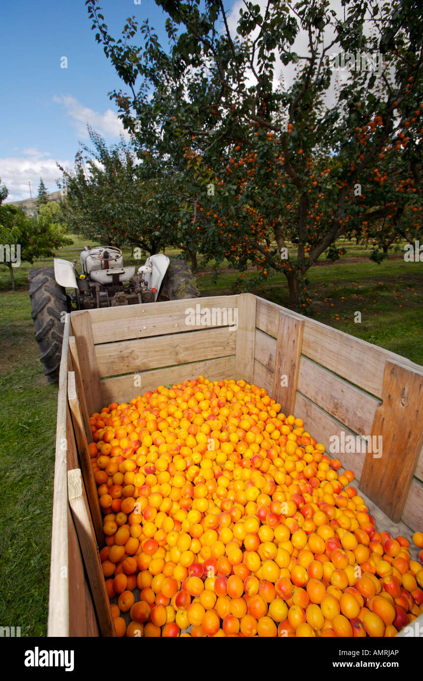 Fresh picked apricots collected in a wooden container, old tractor