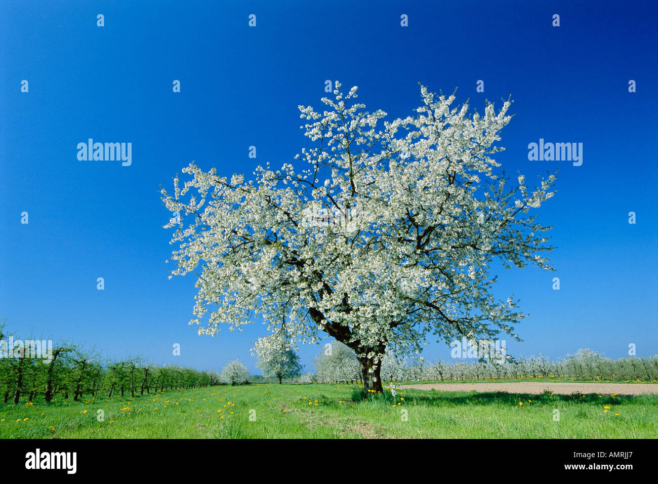 Spring cherry tree landscape hi-res stock photography and images - Alamy