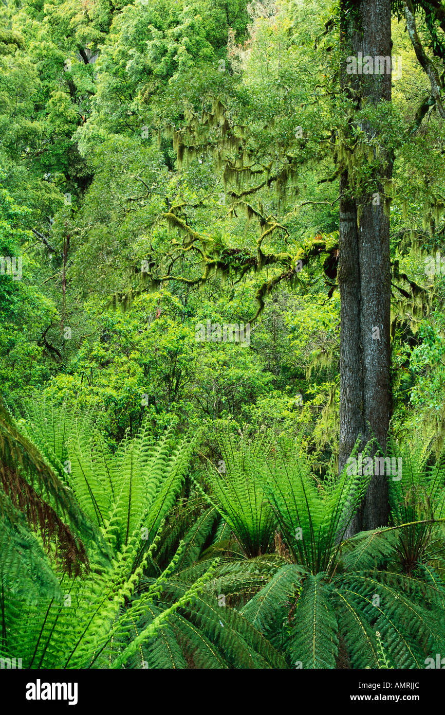 Greenery view ferns growing hi-res stock photography and images - Alamy