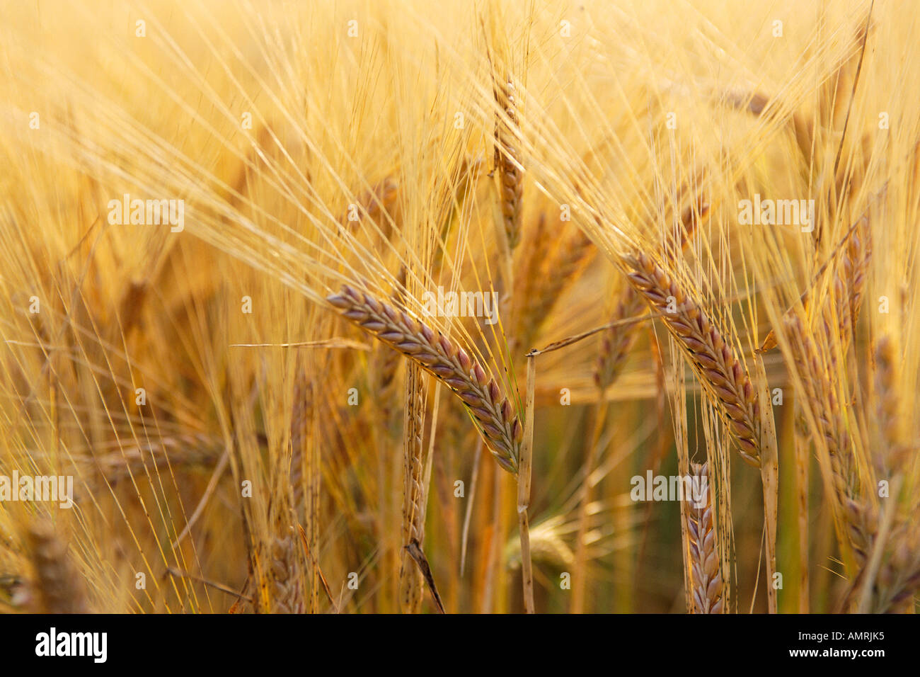 Close-Up of Barley Stock Photo