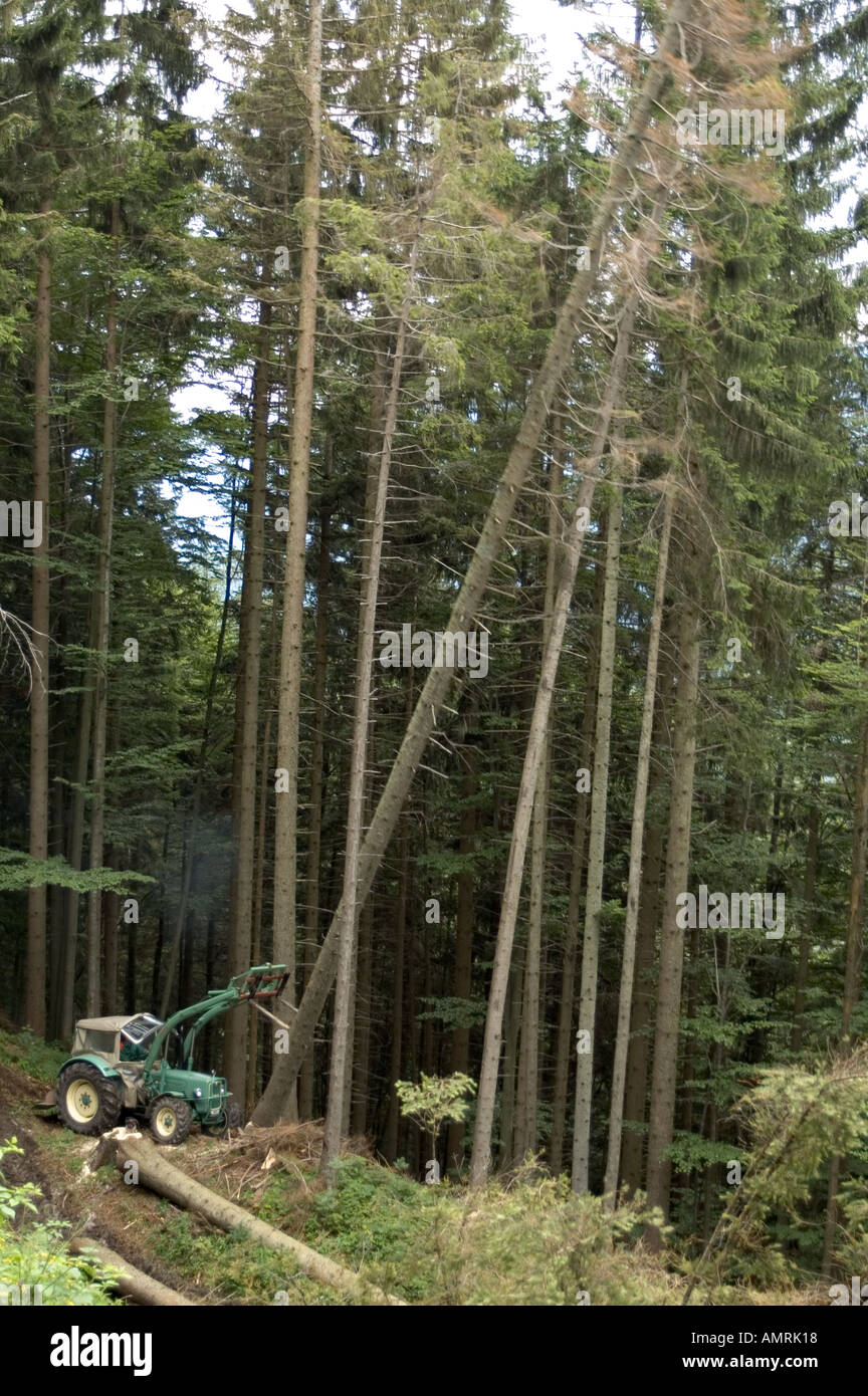 Holzarbeiten im Wald Traktor bei Holzfäller Arbeit kippt Baum um logger woodcutter working in the Forest with a tractor helping Stock Photo