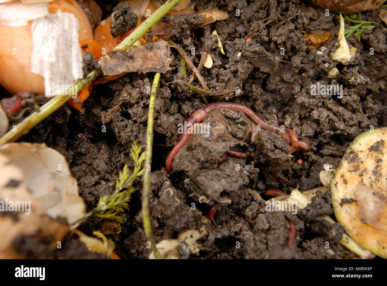 Compost worms in a home wormery with kitchen waste Stock Photo Alamy