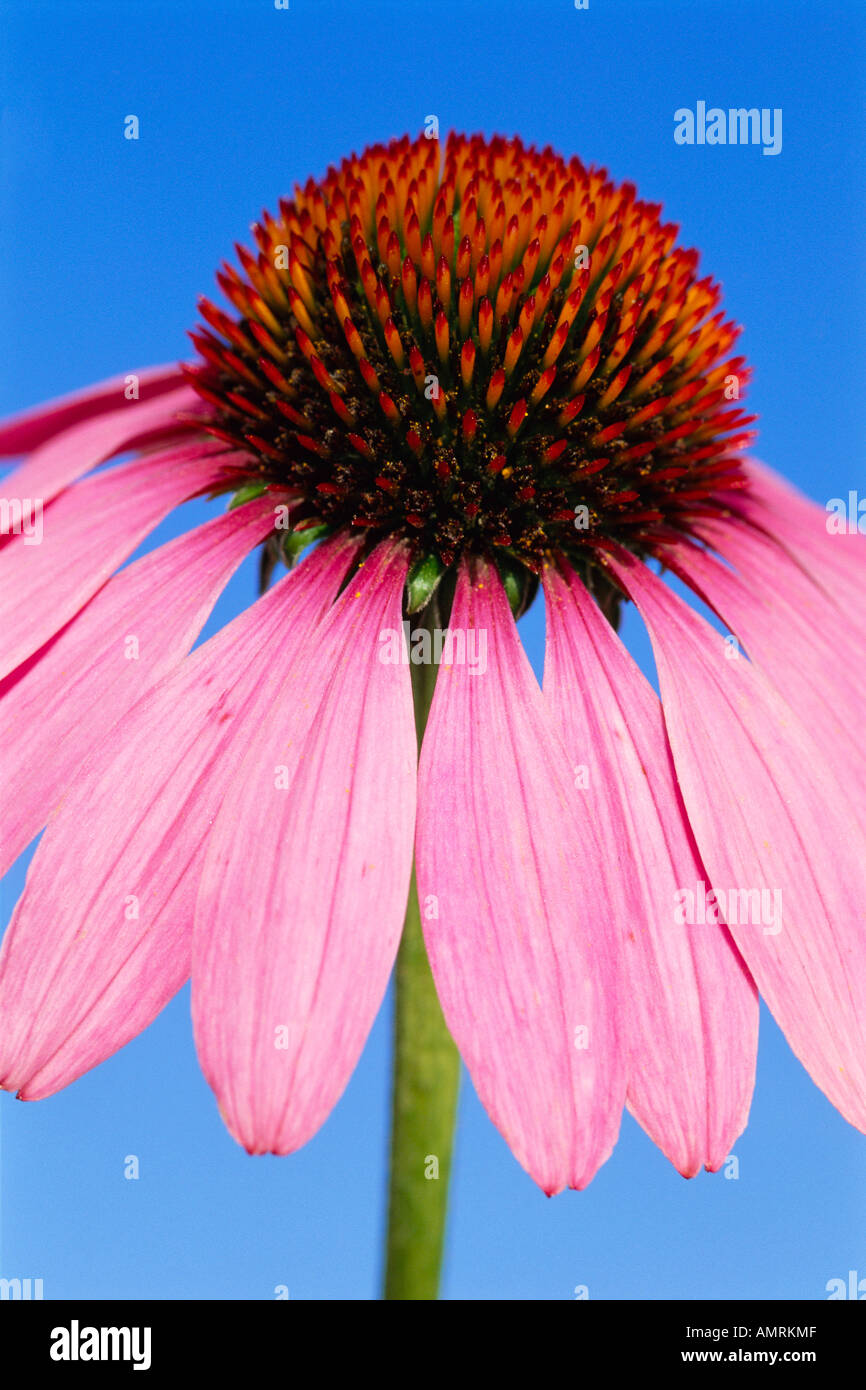 One drooping flower hires stock photography and images Alamy