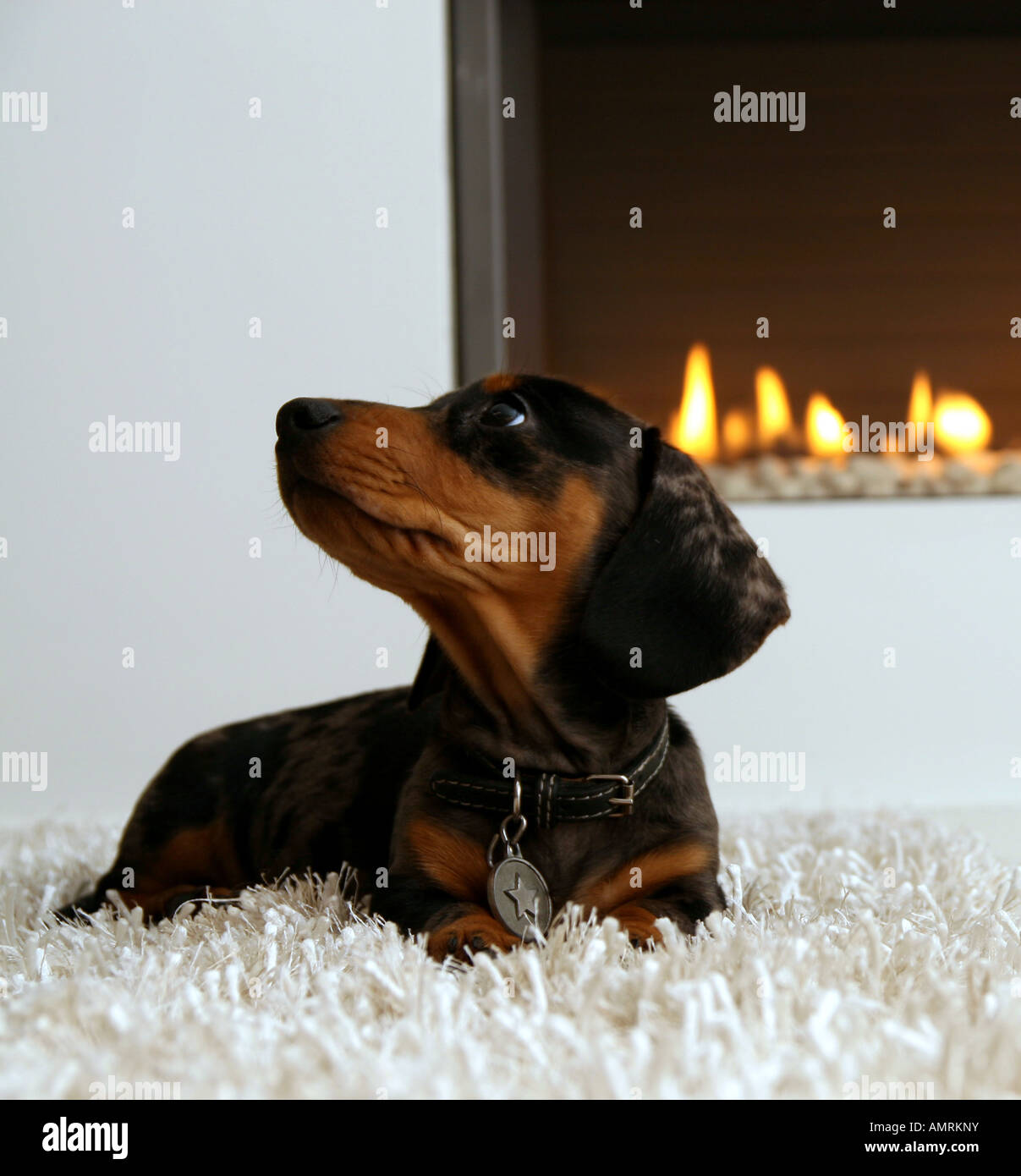 Miniature Dachshund puppy on white rug in front of fire Stock Photo