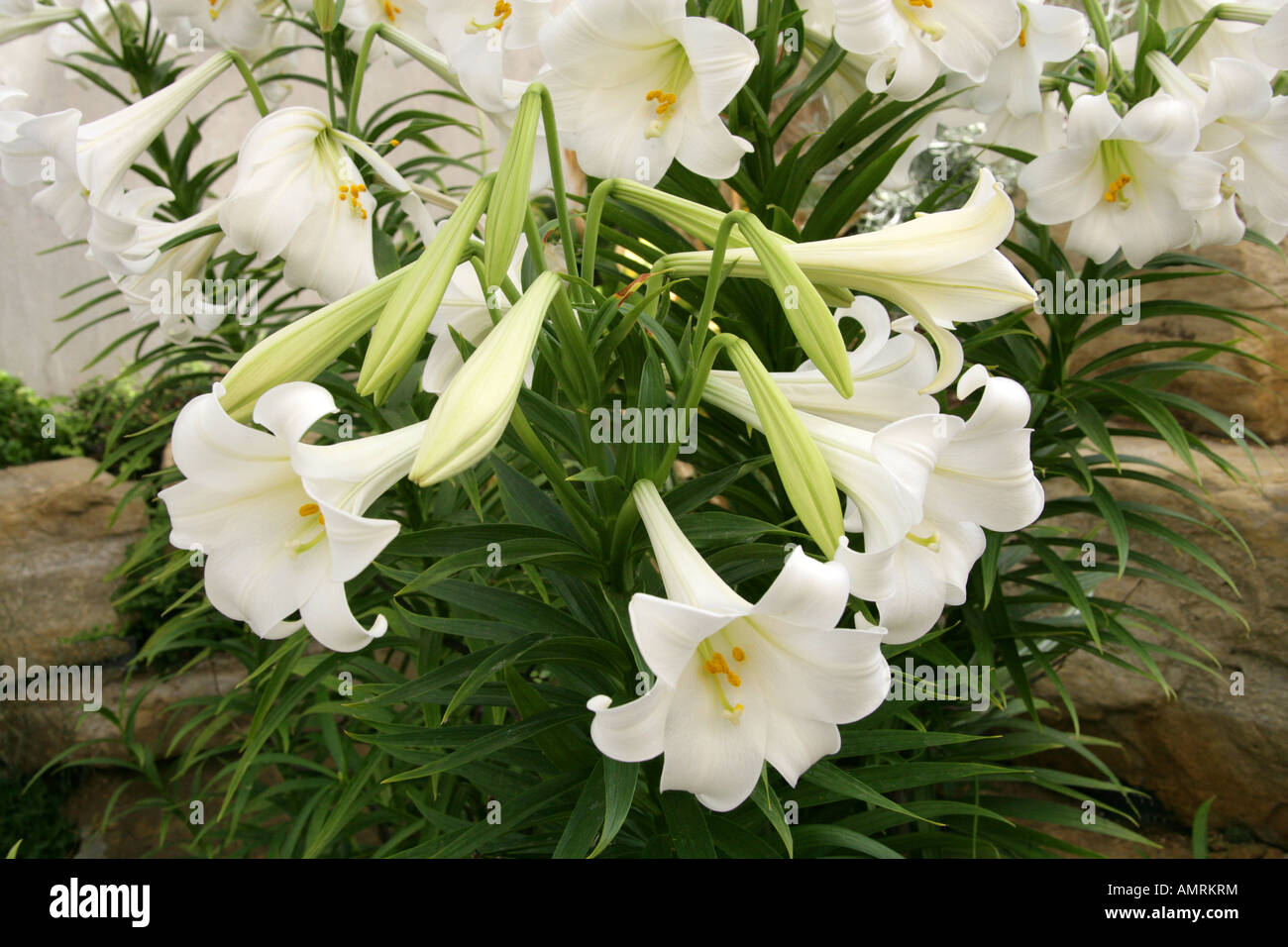 Easter Lilies Lilium longiflorum Liliaceae lily white Stock Photo
