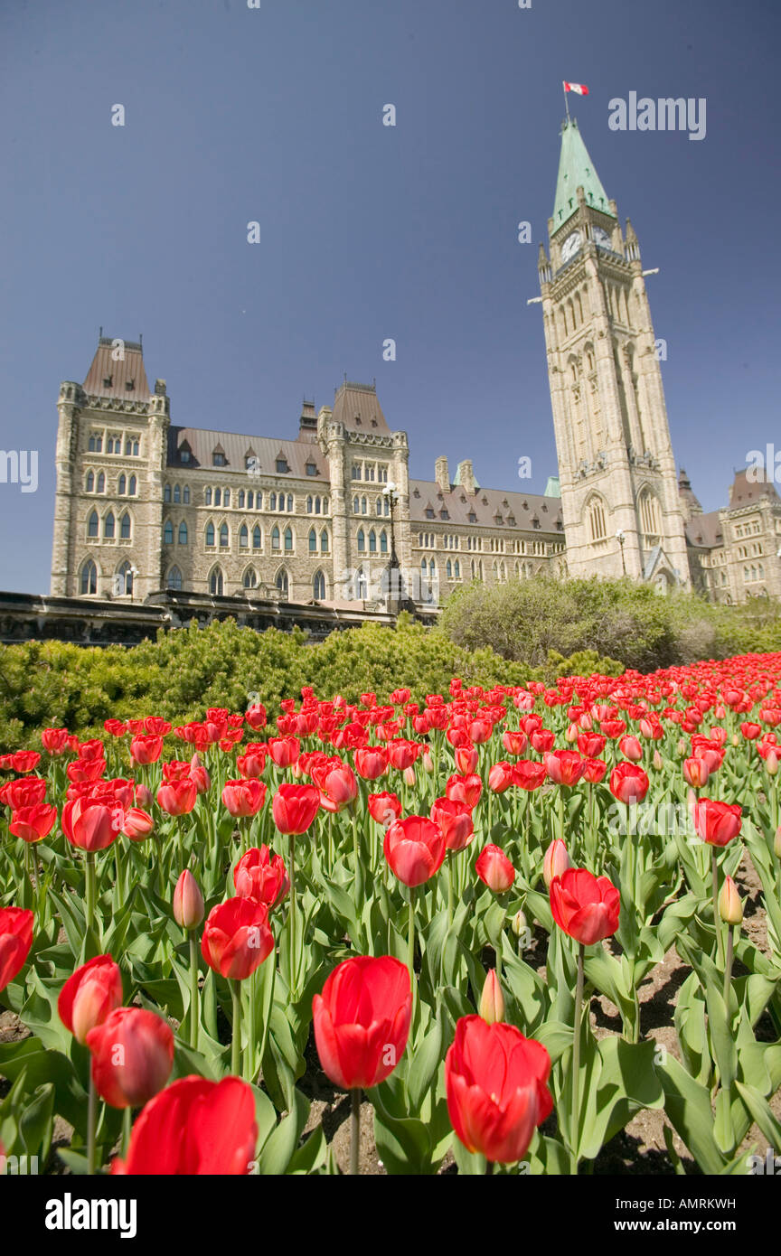 Tulips, Canada, Ontario, Ottawa, Parliament Hill, Tulip Festival, Parliament buildings built