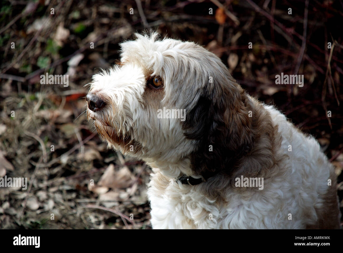 Italy truffle dog hires stock photography and images Alamy