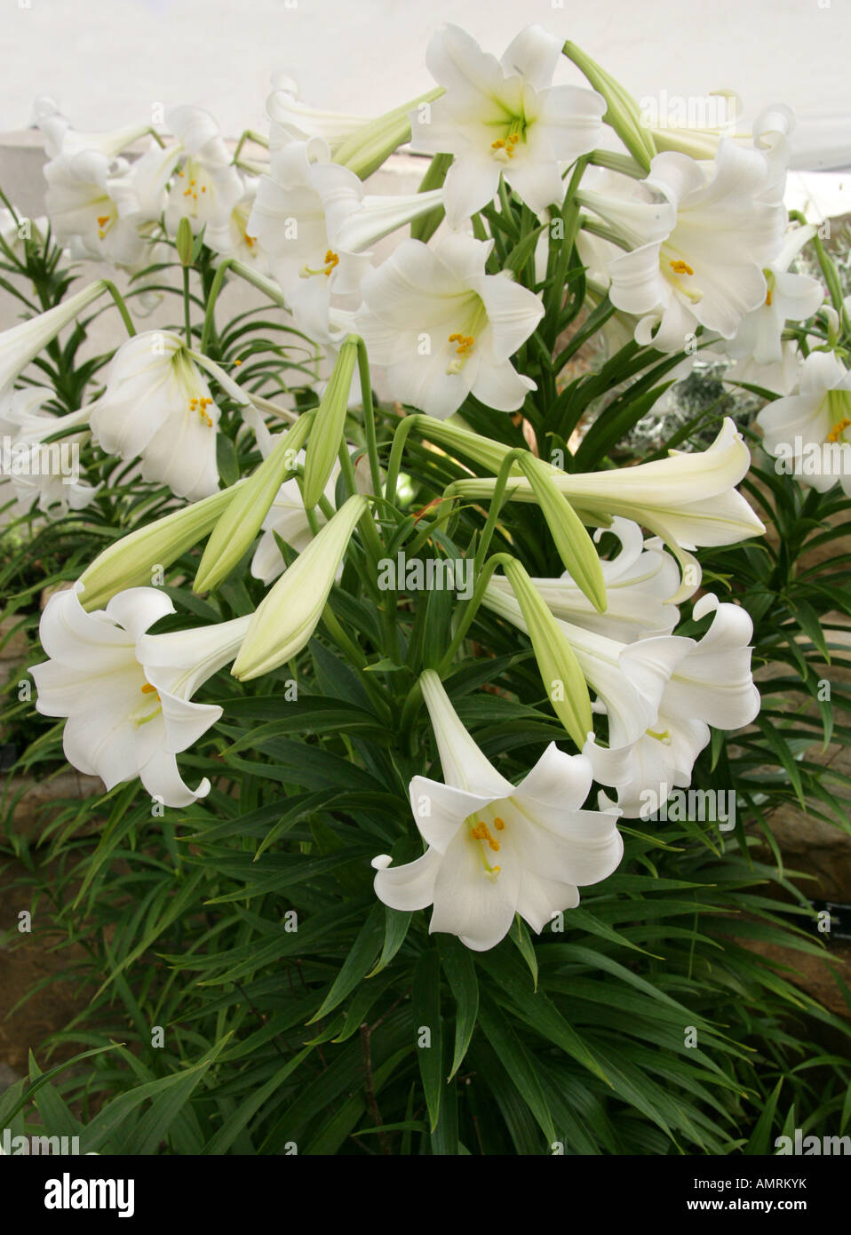Easter Lilies Lilium longiflorum Liliaceae Stock Photo