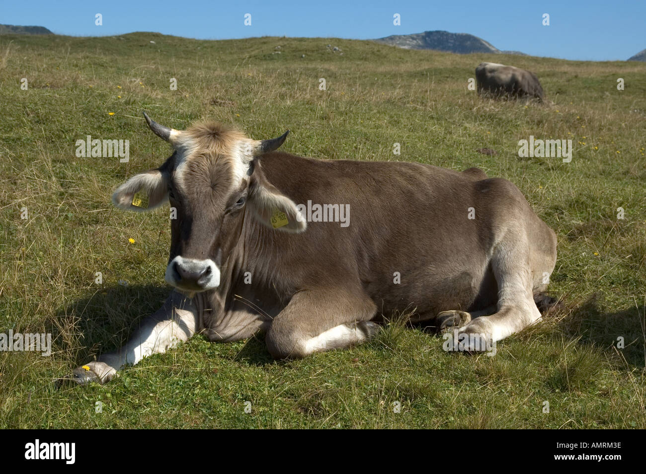 Almkuh Kuh Kalb im Estergebirge Bavaria Germany alp cow calf in the Estergebirge Mountains Bavaria Germany Stock Photo
