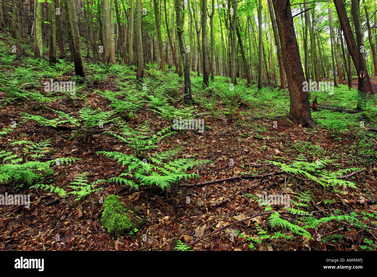 Bracken growing on the floor of birch woodland in Guisborough Woods