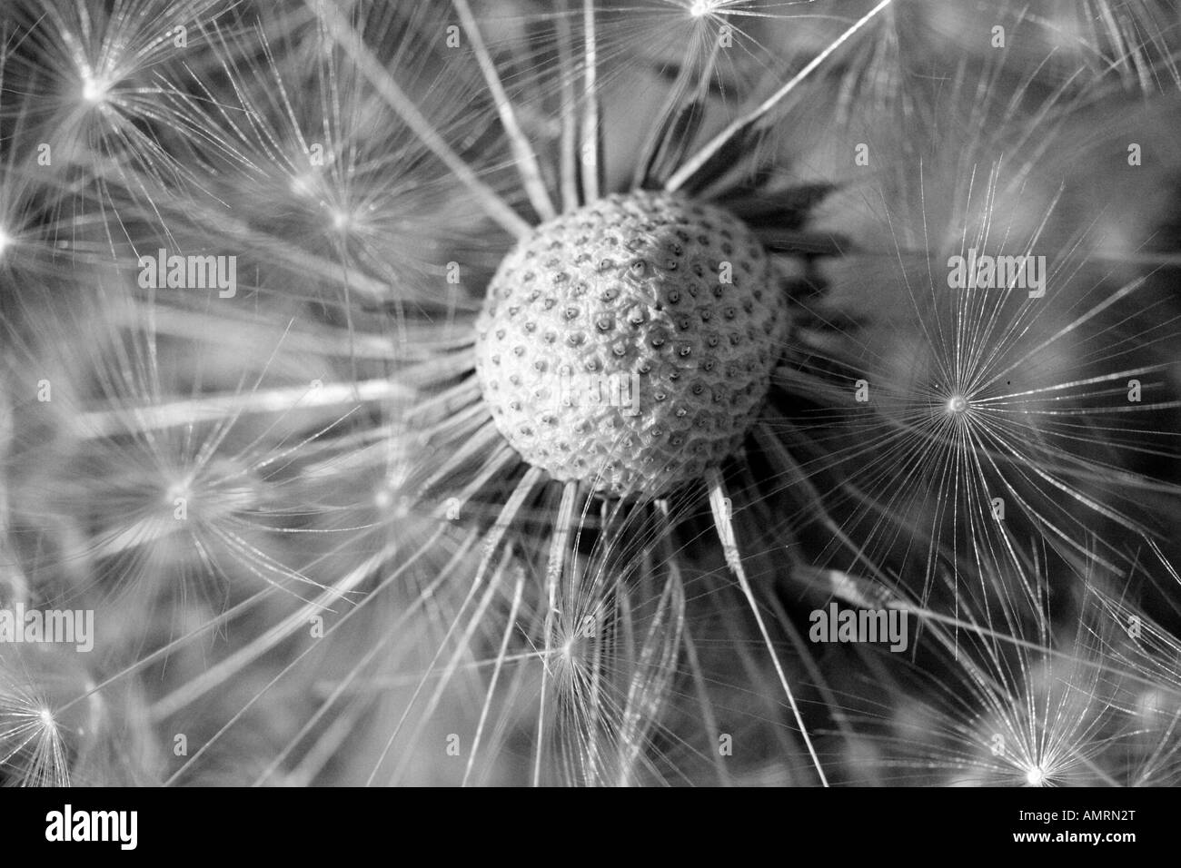 Dandelion seeds Black and White Stock Photos & Images - Alamy