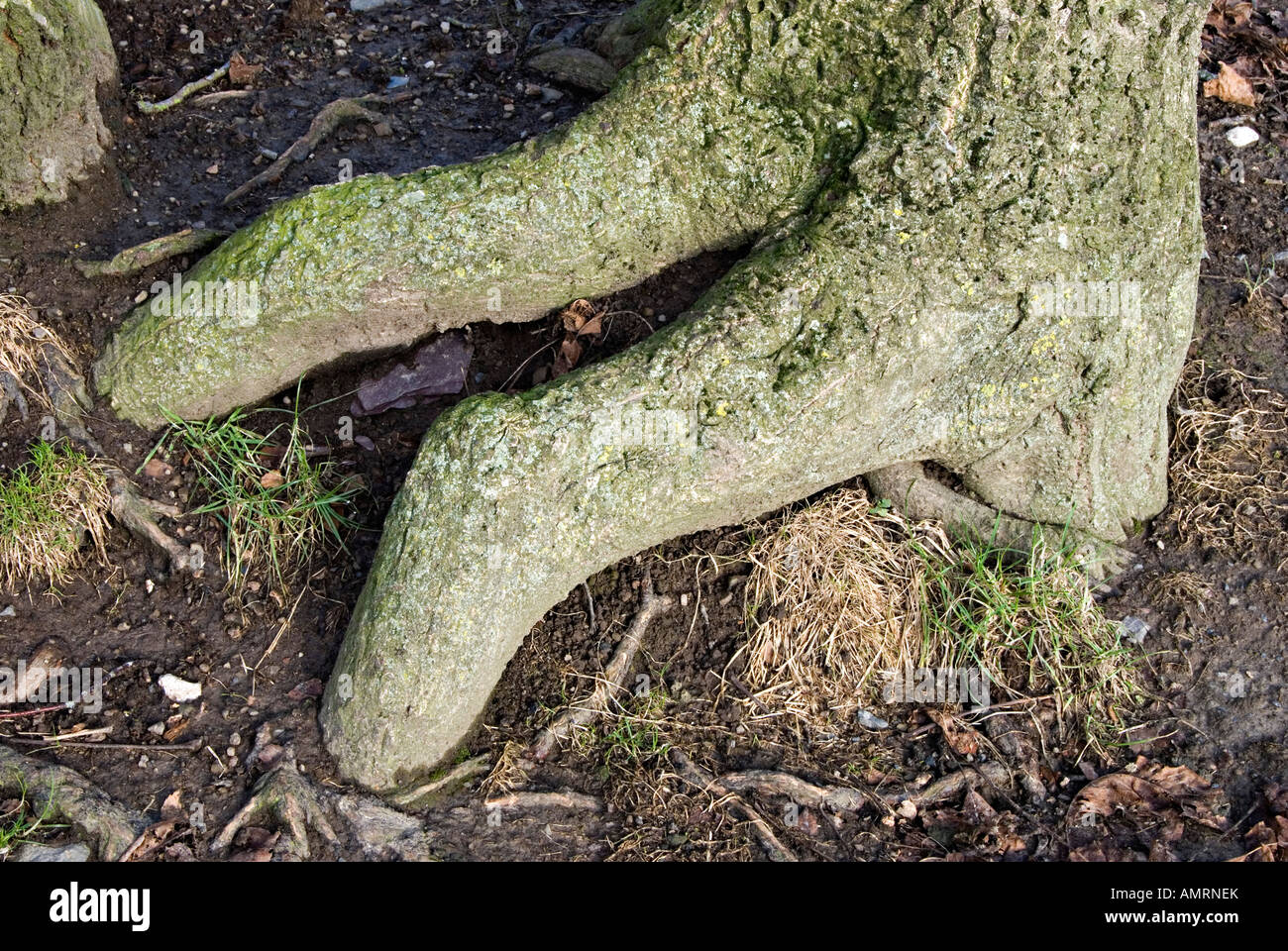 An old hawthorn tree (crataegus monogyna) with roots resembling fingers stuck into the earth, Wales, UK Stock Photo