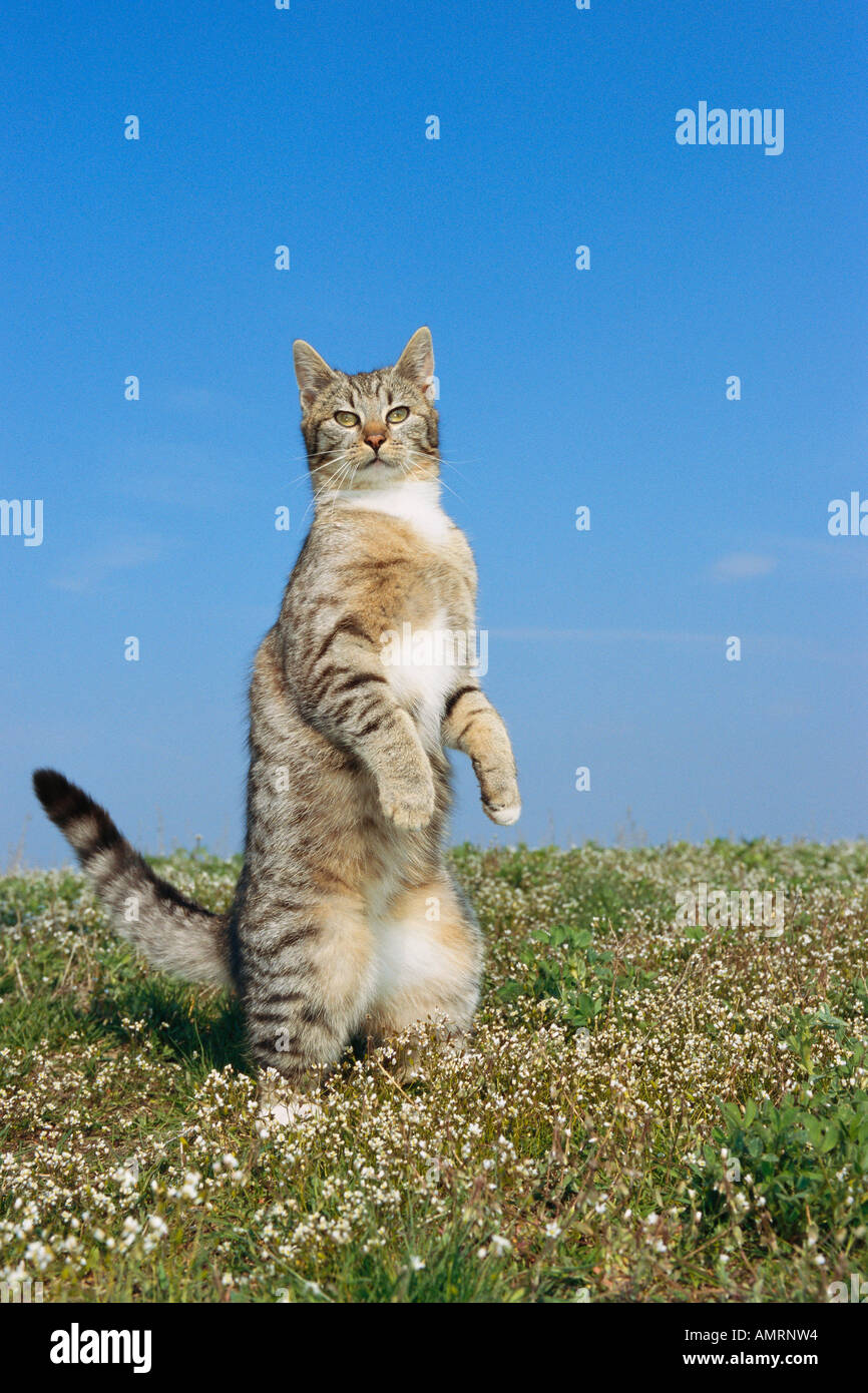 Small animal standing on hind legs hi-res stock photography and images - Page 2 - Alamy Small animal standing on hind legs hi-res stock photography and images - Page 2 - Alamy