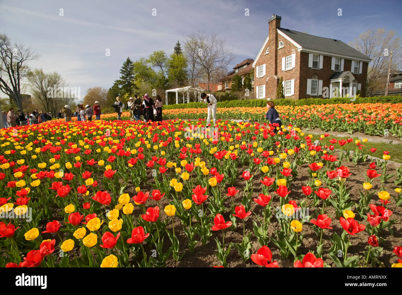 During the annual Tulip Festival, Commissioners Park is transformed