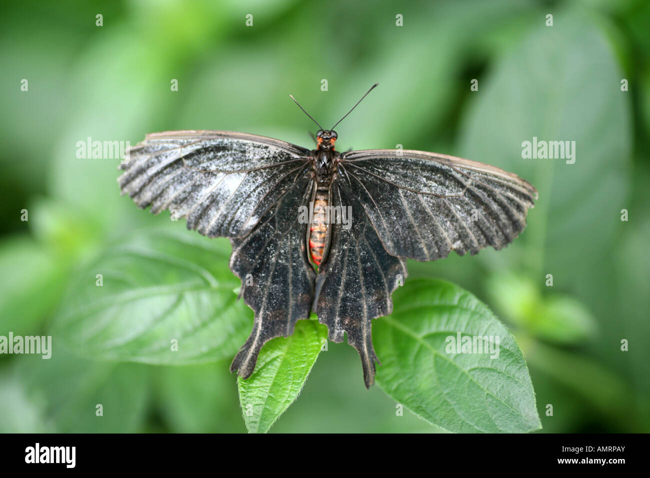 Crow Swallowtail butterfly Stock Photo