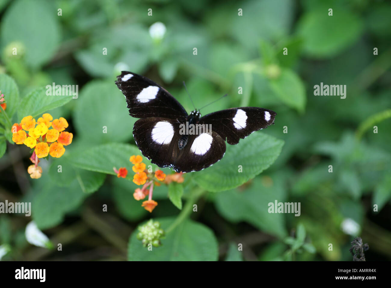 Diadem Butterfly on leaf Stock Photo