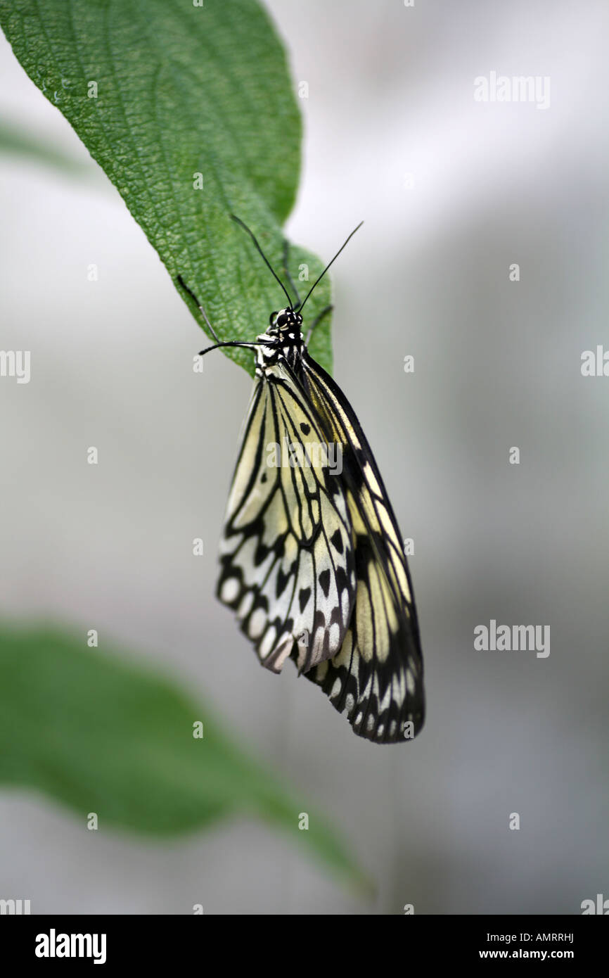 Tree Nymph Butterfly upside down on leaf Stock Photo