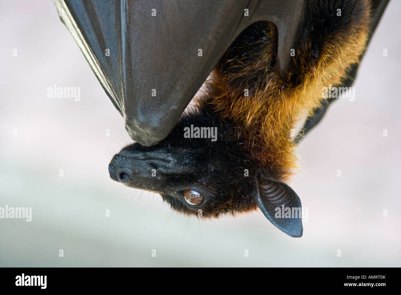 Fruit Bat, Bali, Indonesia Stock Photo Alamy