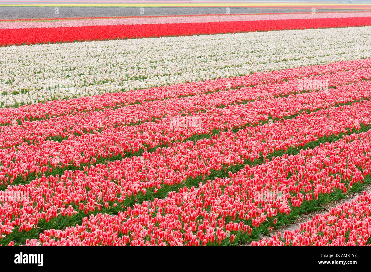 Tulip Field, Lisse, Holland, Netherlands Stock Photo - Alamy