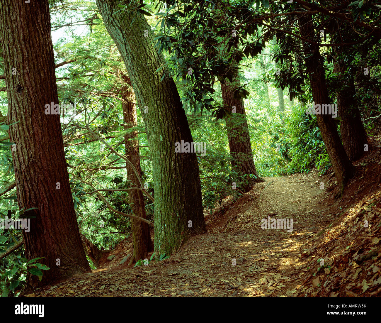 Forest trail through Eastern Hemlock trees Pinaceae Tsuga canadensis in the Ferncliff Penninsula National Natural Landmark Stock Photo