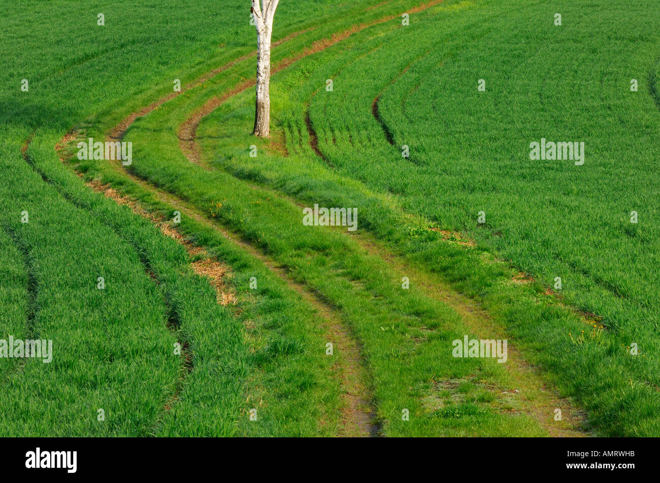 Tracks in Field, Baden-Wurttemberg, Germany Stock Photo - Alamy