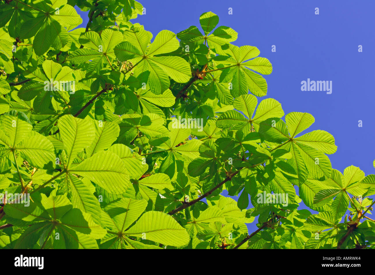 Horse Chestnut Leaves Stock Photo Alamy