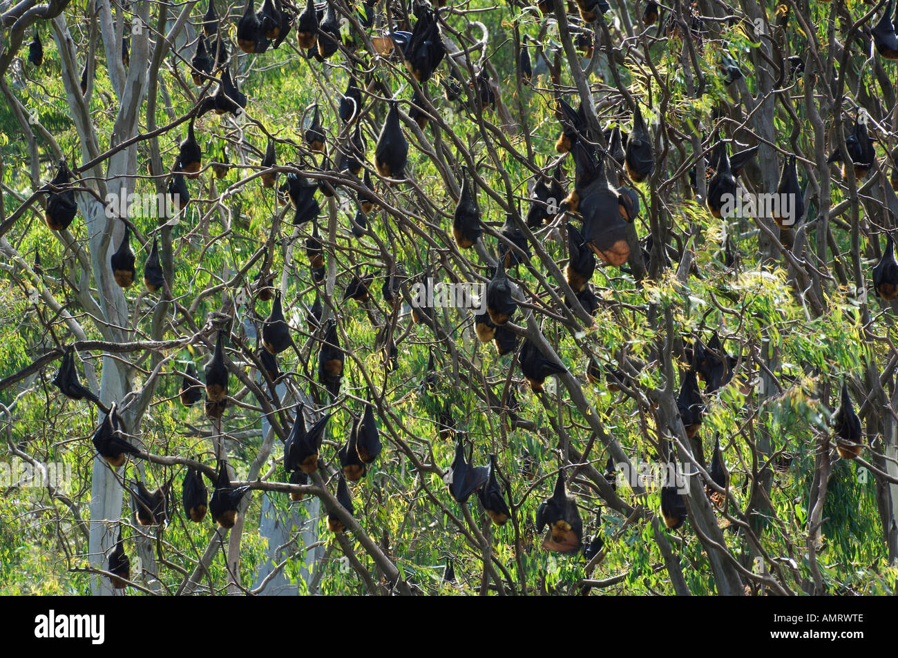 Colony of Bats, Yarra Bend Park, Melbourne, Victoria, Australia Stock