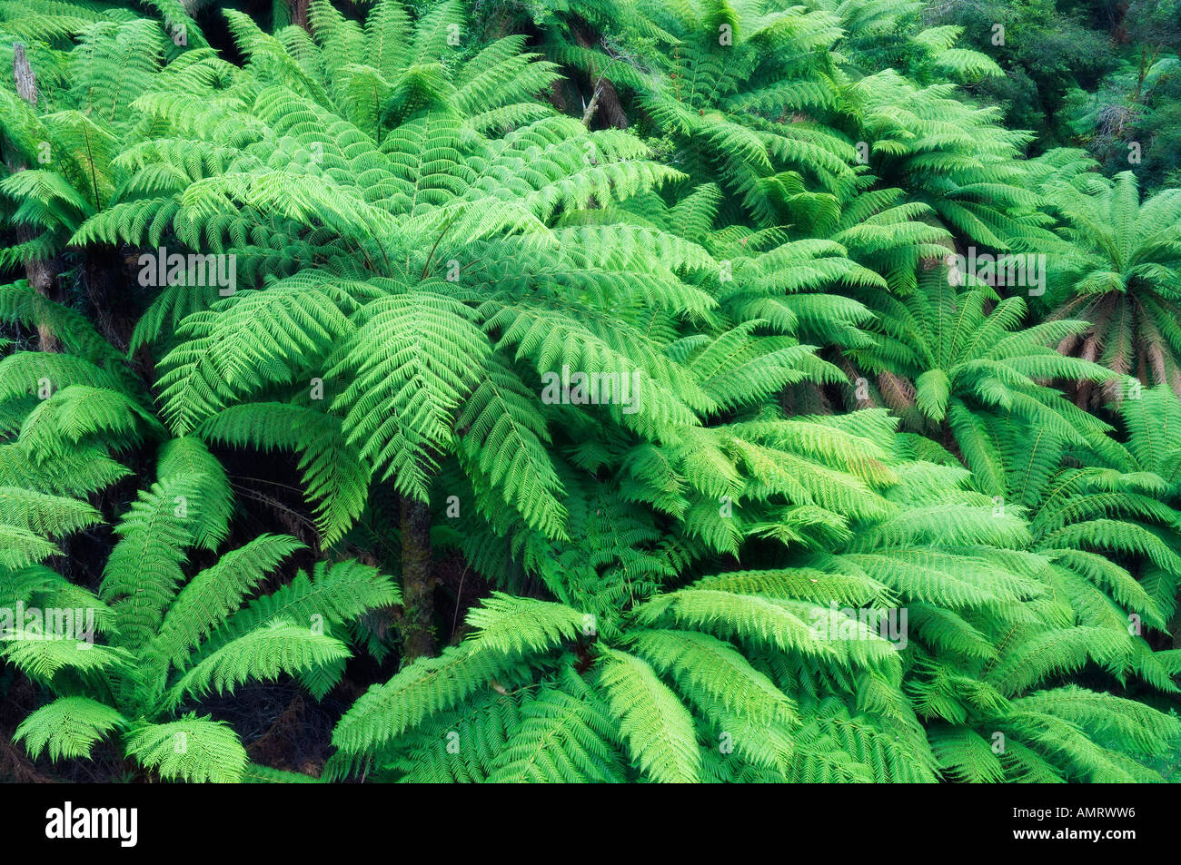 Tree Ferns, Tarra Bulga National Park, Victoria, Australia Stock Photo ...