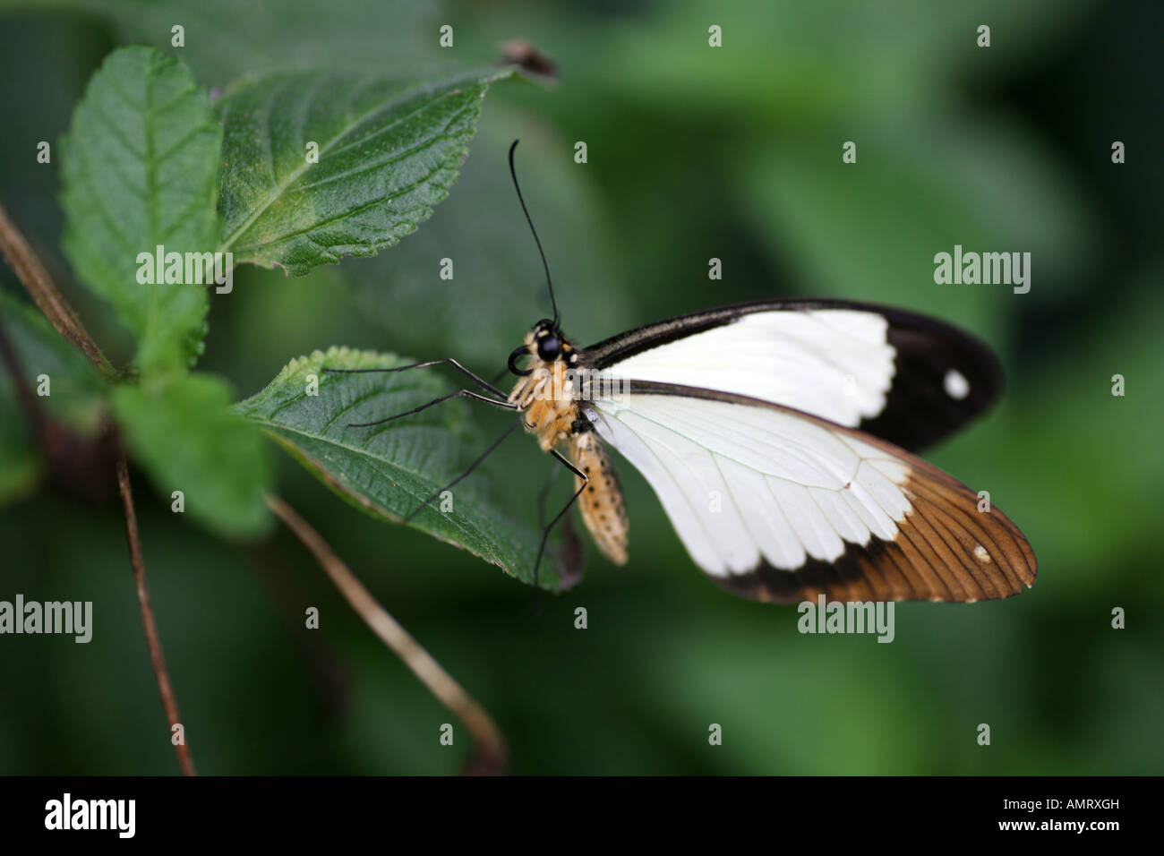 A butterfly with brown and white markings on its wings resting on a