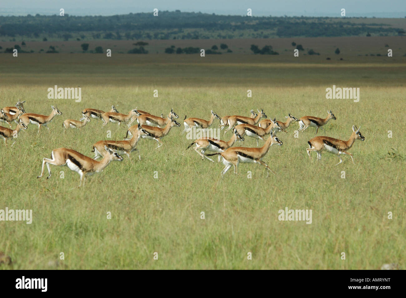 Thomsons gazelles in maasai hi-res stock photography and images - Alamy