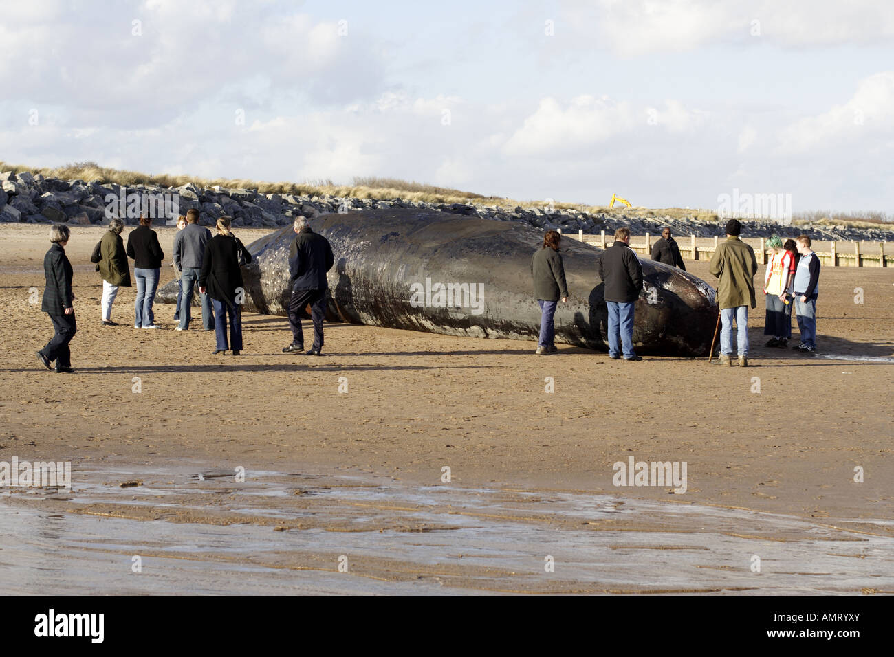 Dead sperm whale washed up on Skegness Beach in 2006 Stock Photo Alamy
