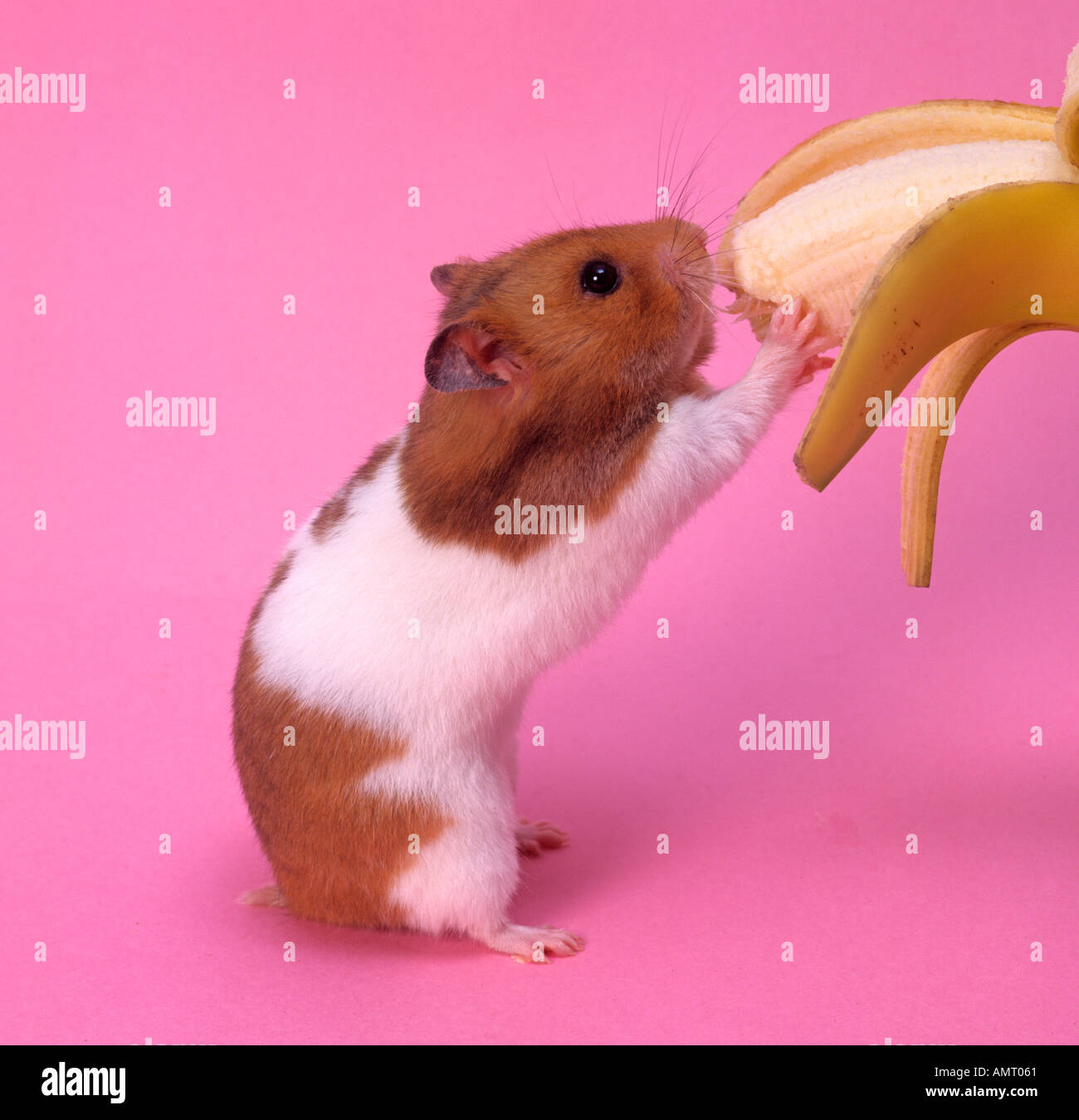 Pet Hamster Eating Banana Stock Photo