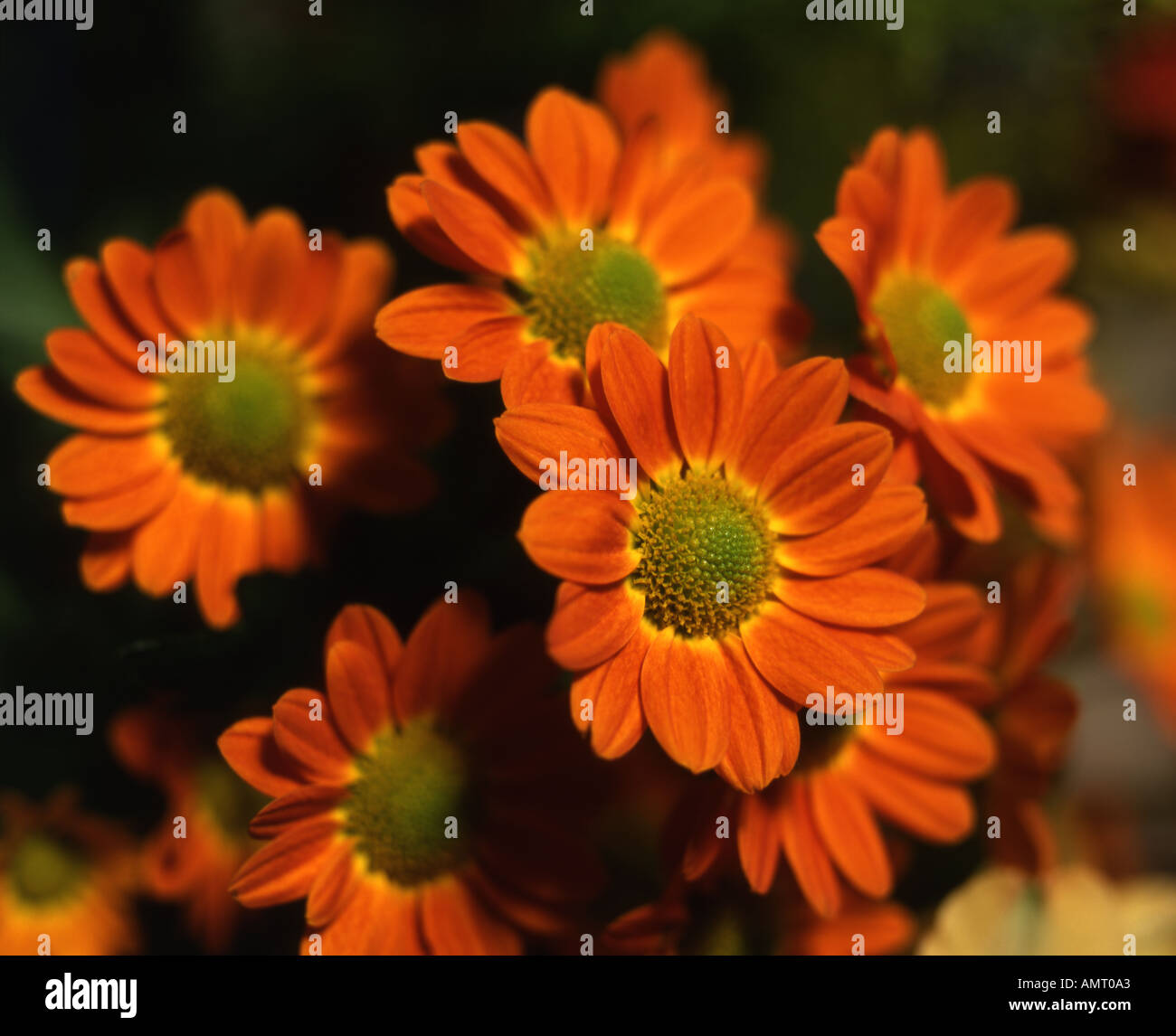 Red and orange flowers chrysant chrysanthemum Stock Photo Alamy