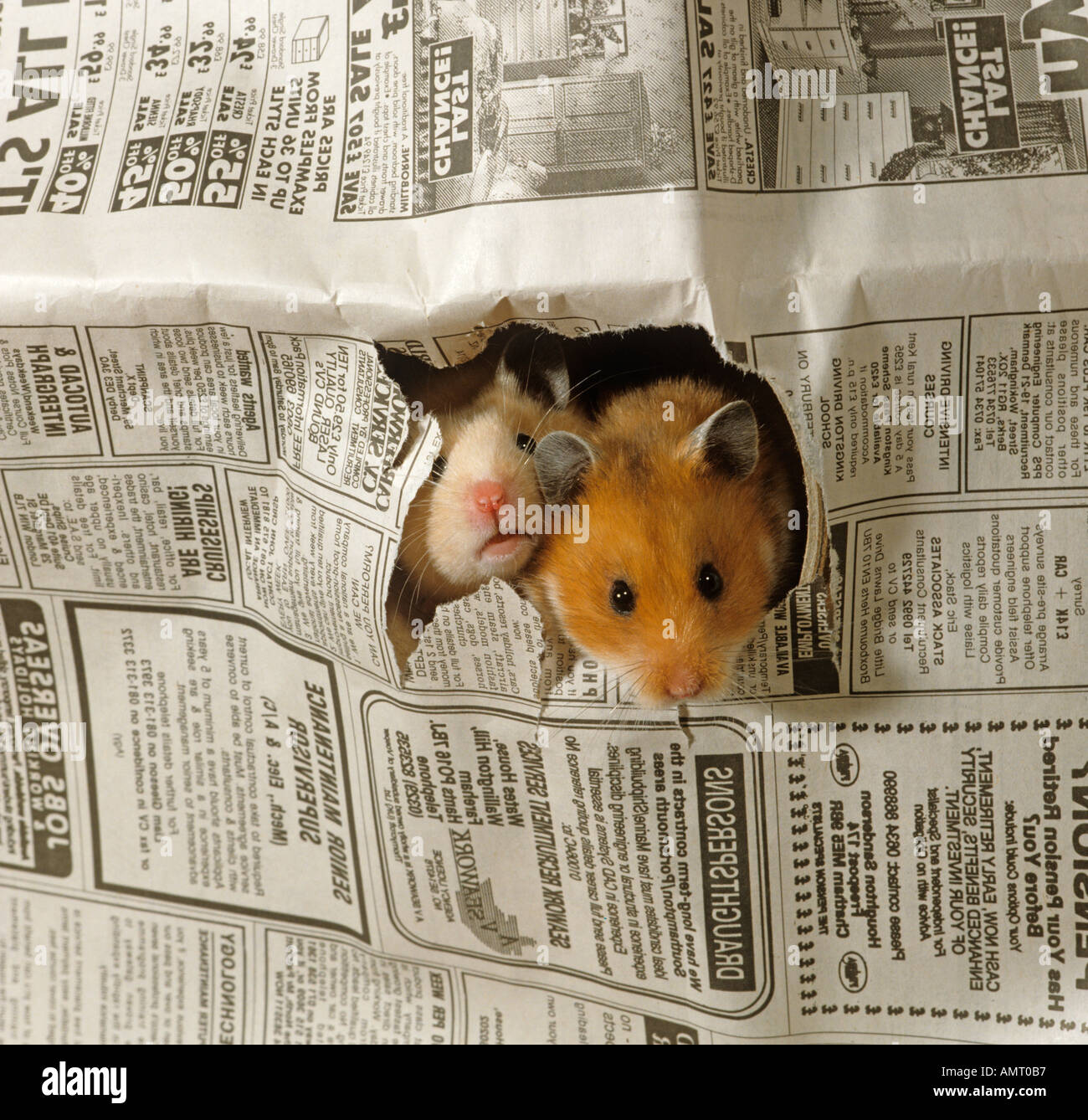 Pet Hamster in the news Stock Photo