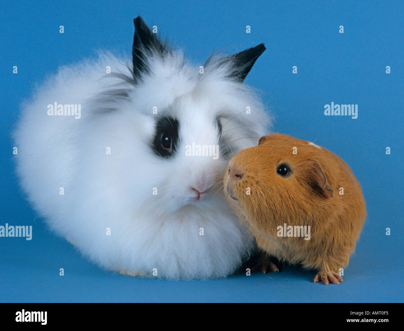 Pet Guinea Pig and domestic Rabbit on blue background Stock Photo Alamy