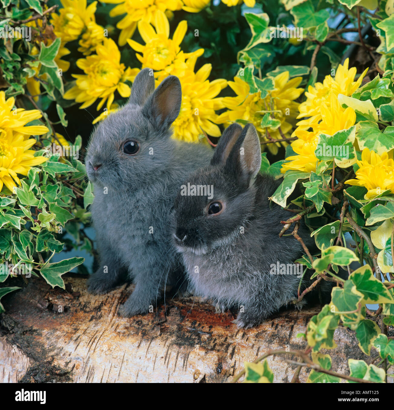 Pet Netherland Dwarf Rabbits Stock Photo