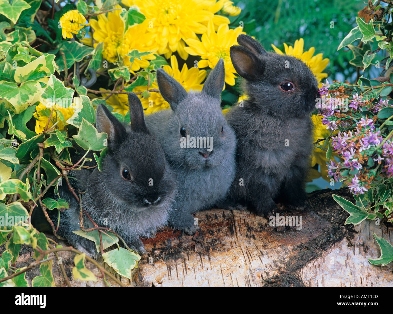 Pet Netherland Dwarf Rabbits Stock Photo