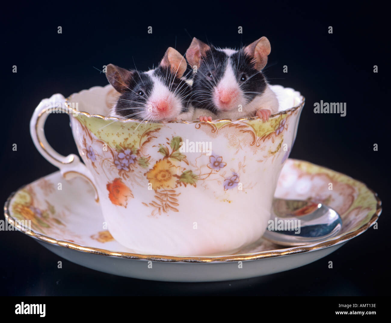 Pet Mice in Cup Saucer Stock Photo