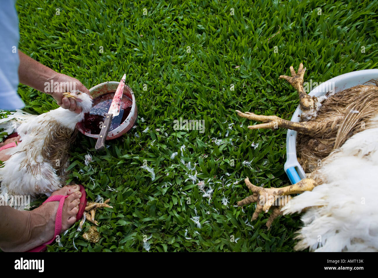 Killing hen daily life at farm Stock Photo Alamy