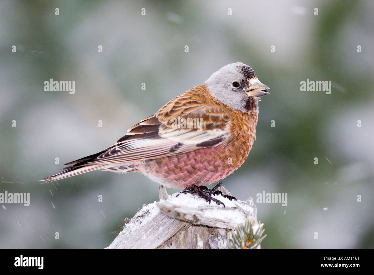 Gray crowned Rosy Finch Leucosticte tephrocotis littoralis Homer Alaska United States 1 March Adult Stock Photo