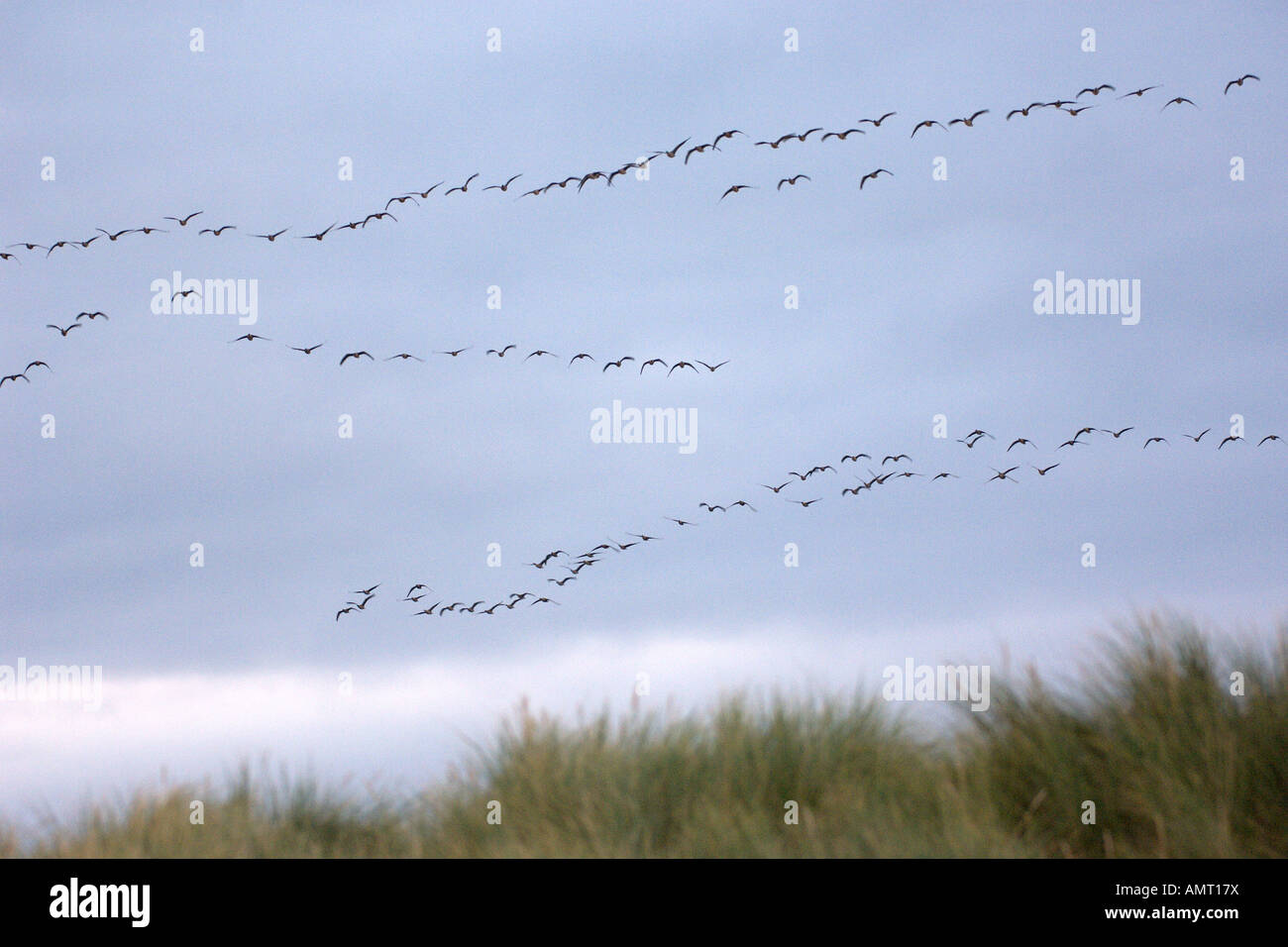 Dawn flight of pink footed geese Anser brachyrhynchus North Norfolk England October Stock Photo
