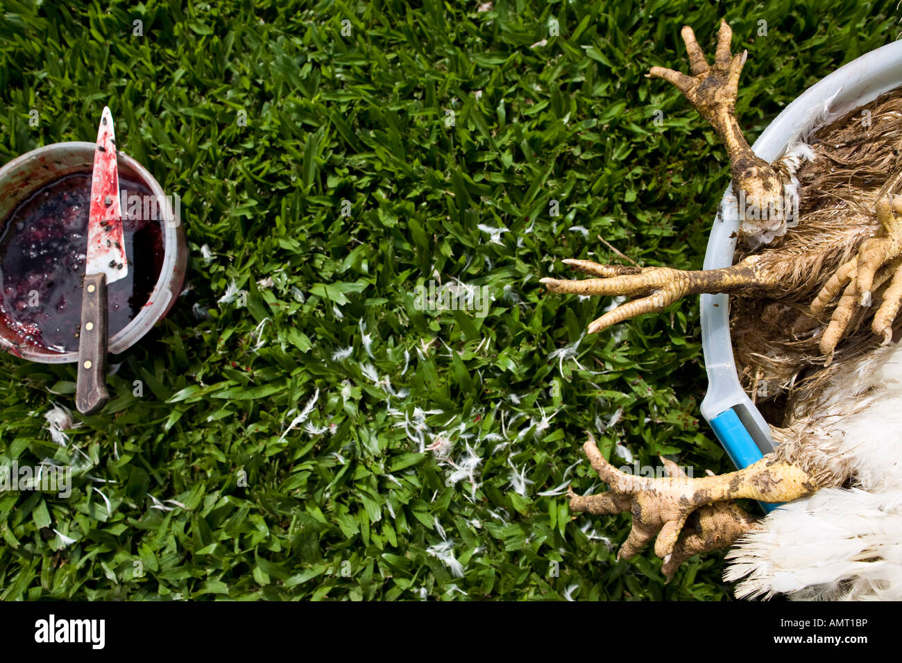 Killing hen daily life at farm Stock Photo Alamy