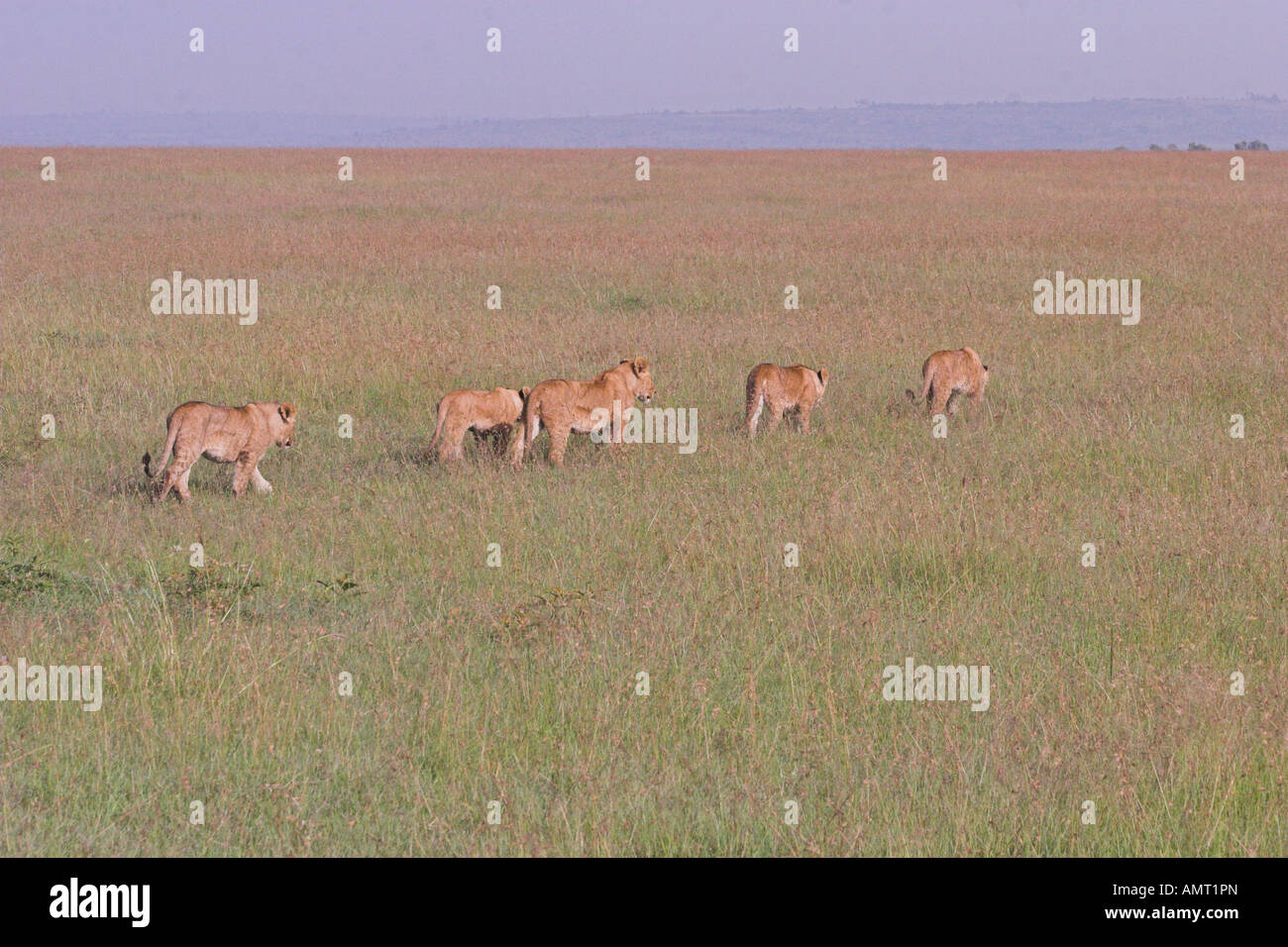 Kenya Masai Mara pride of Lions Stock Photo - Alamy