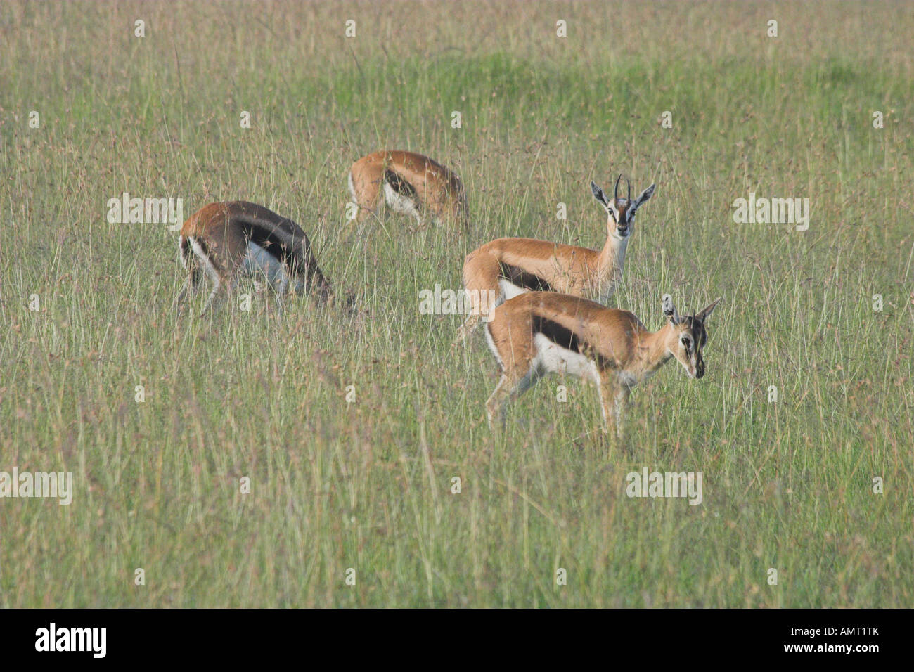 Kenya Masai Mara a herd of Thomsons gazelles Gazella thomsoni Stock ...