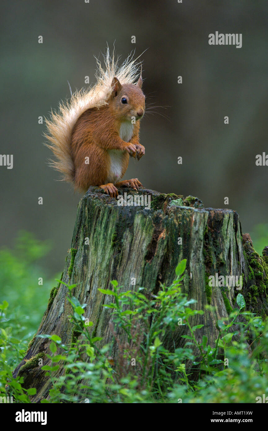 Red squirrel Sciurus vulgaris summer adult Speyside Scotland July Stock Photo